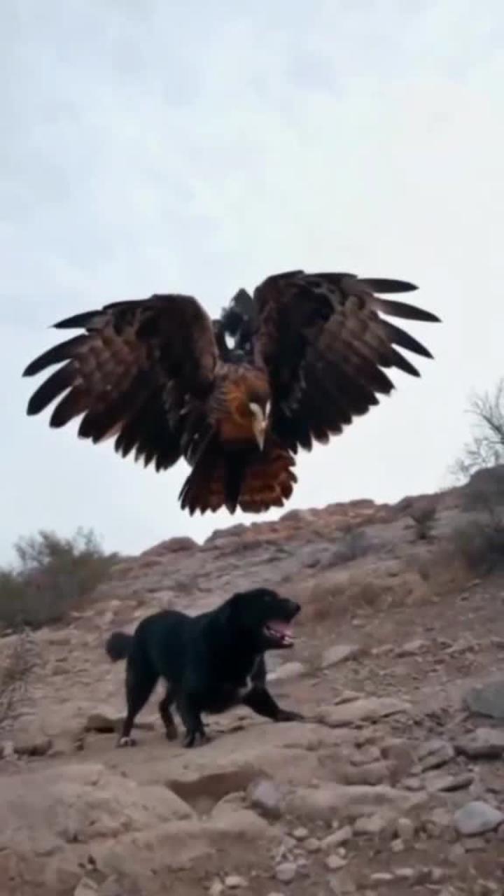 老鹰惊险战胜猛龙，打破对手连胜势头的简单介绍